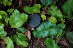 Mickelopteris cordata