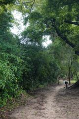 Mickelopteris cordata