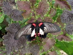 Papilio rumanzovia