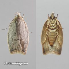 Scythropiodes