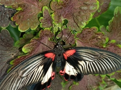 Papilio rumanzovia