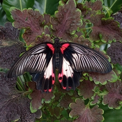 Papilio rumanzovia
