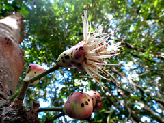 Syzygium erythrocalyx