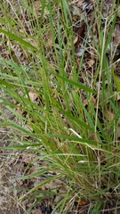 Melinis repens