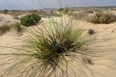 Cladoraphis cyperoides