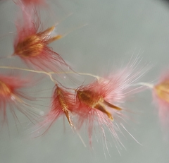 Melinis repens