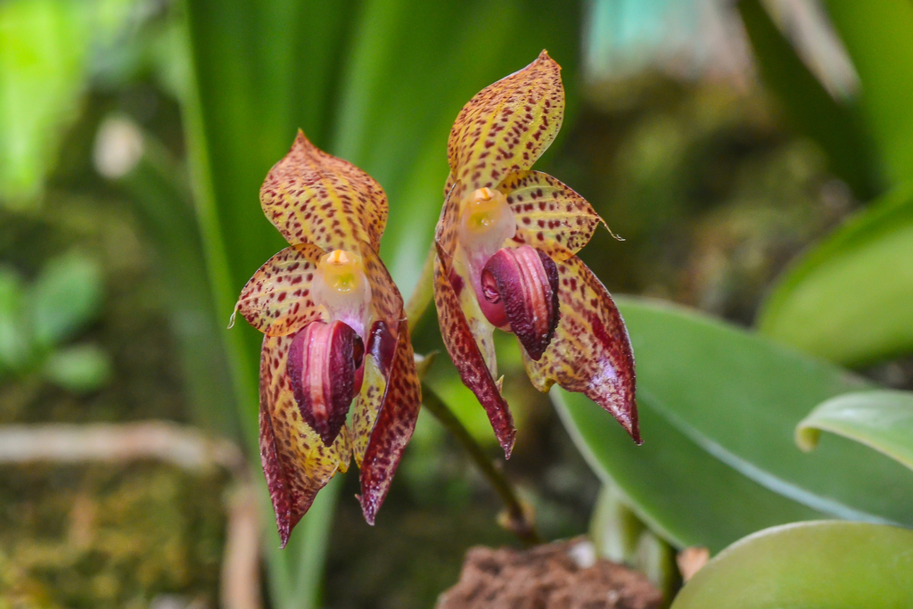 Bulbophyllum subumbellatum