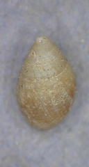Laemodonta cubensis