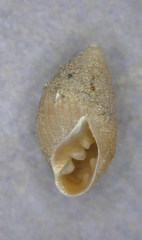 Laemodonta cubensis