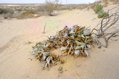 Ferraria schaeferi