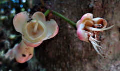 Syzygium erythrocalyx