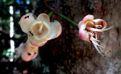 Syzygium erythrocalyx