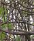 Ficedula hypoleuca