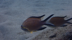 Chromis limbata