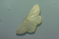 Scopula virgulata