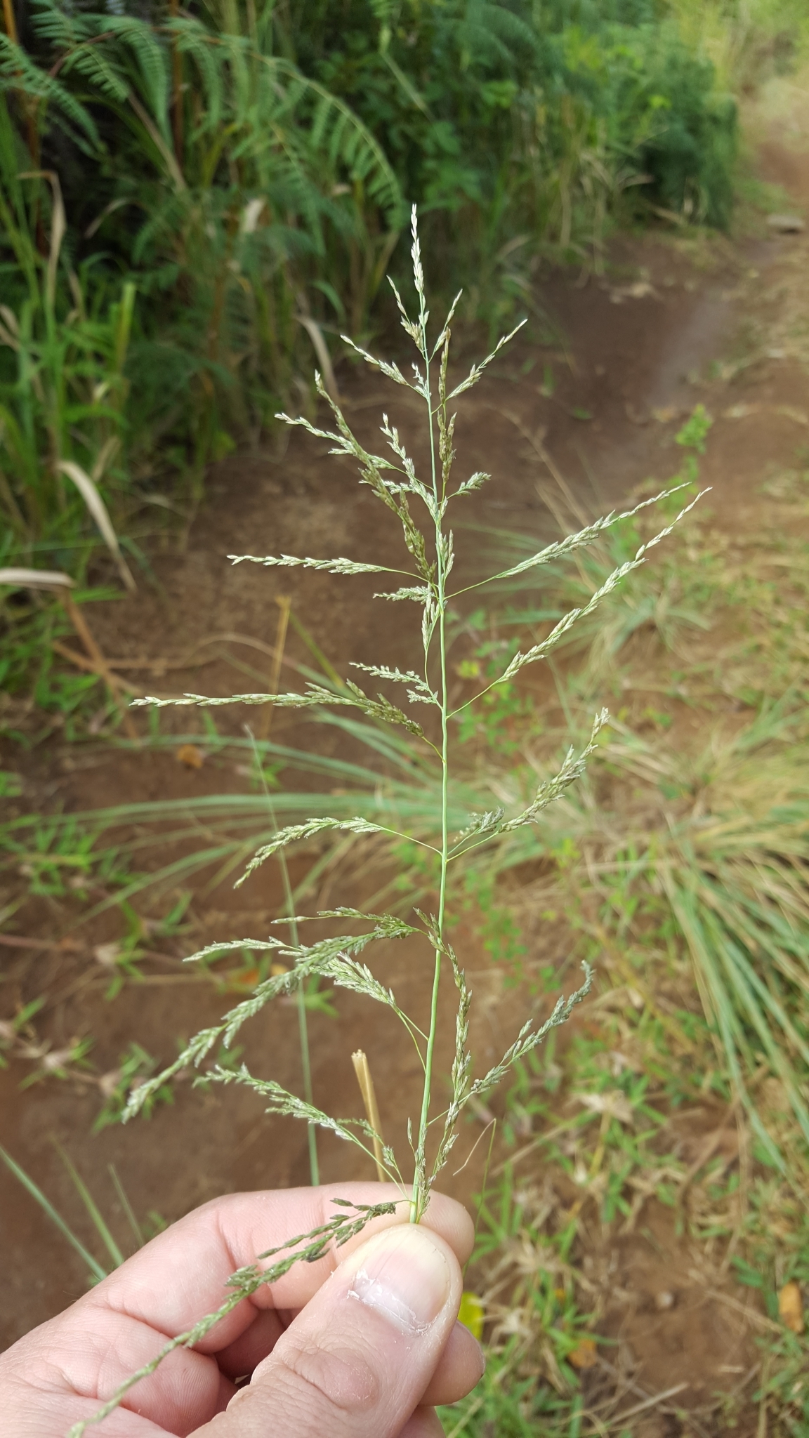 (c) François Rousseu, certains droits réservés (CC BY-NC) https://www.inaturalist.org/observations/82976561