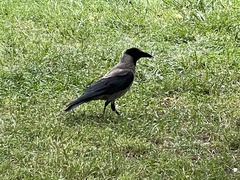 Corvus cornix