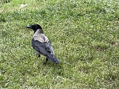 Corvus cornix
