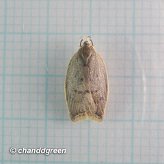 Scythropiodes