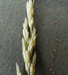 Eragrostis