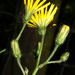 Wall Hawkweed - Photo (c) Patrick Hacker, some rights reserved (CC BY), uploaded by Patrick Hacker