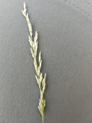 Eragrostis