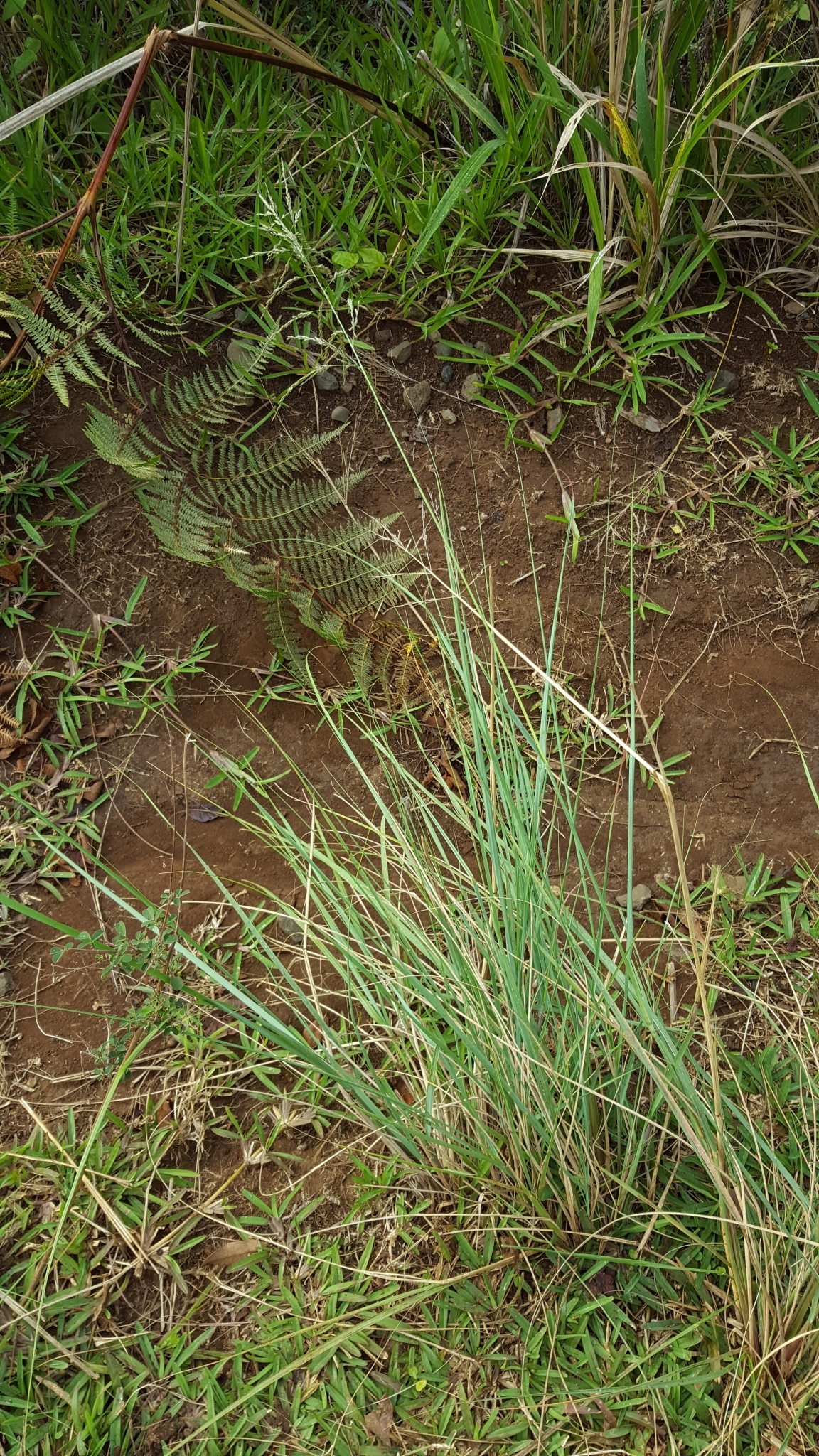 (c) François Rousseu, certains droits réservés (CC BY-NC) https://www.inaturalist.org/observations/82976561