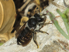 Megachile octosignata
