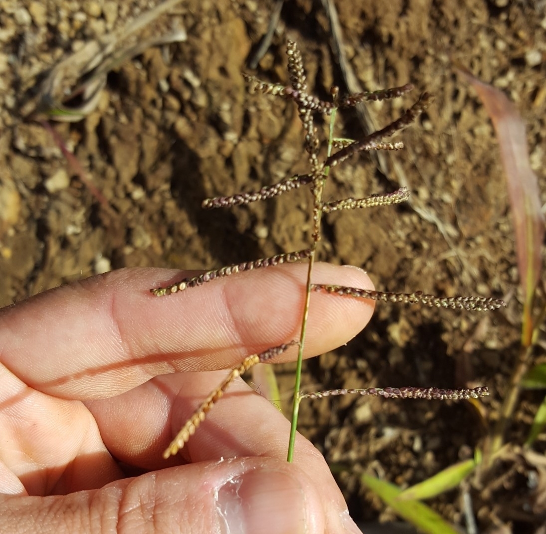 (c) François Rousseu, certains droits réservés (CC BY-NC) https://www.inaturalist.org/observations/82976692