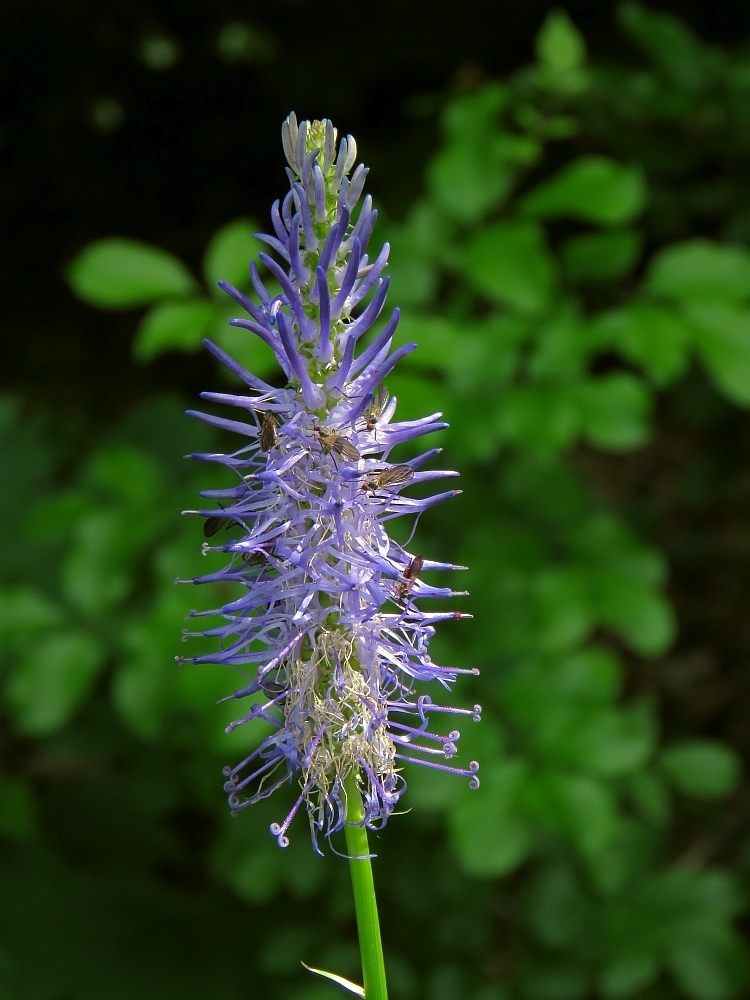 Phyteuma persicifolium