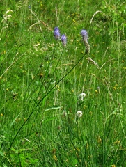 Phyteuma persicifolium