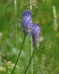 Phyteuma persicifolium