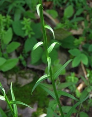 Phyteuma persicifolium
