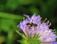 Alloeonotus fulvipes