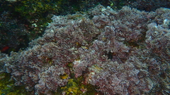 Ellisolandia elongata