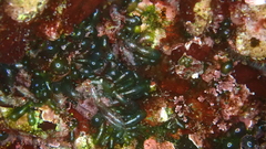 Calothrix