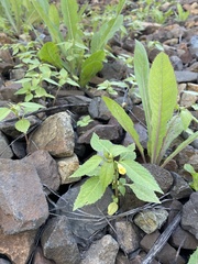 Impatiens parviflora