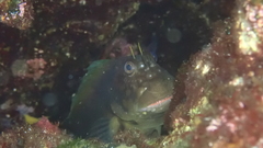 Ophioblennius atlanticus