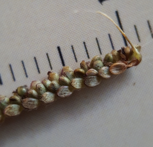 Paspalum paniculatum