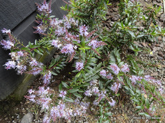 Veronica diosmifolia