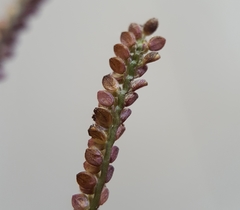 Paspalum paniculatum image