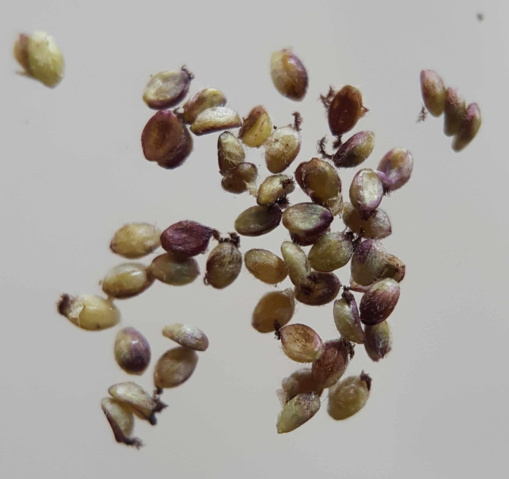 (c) François Rousseu, certains droits réservés (CC BY-NC) https://www.inaturalist.org/observations/82976692