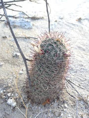 Mammillaria dioica
