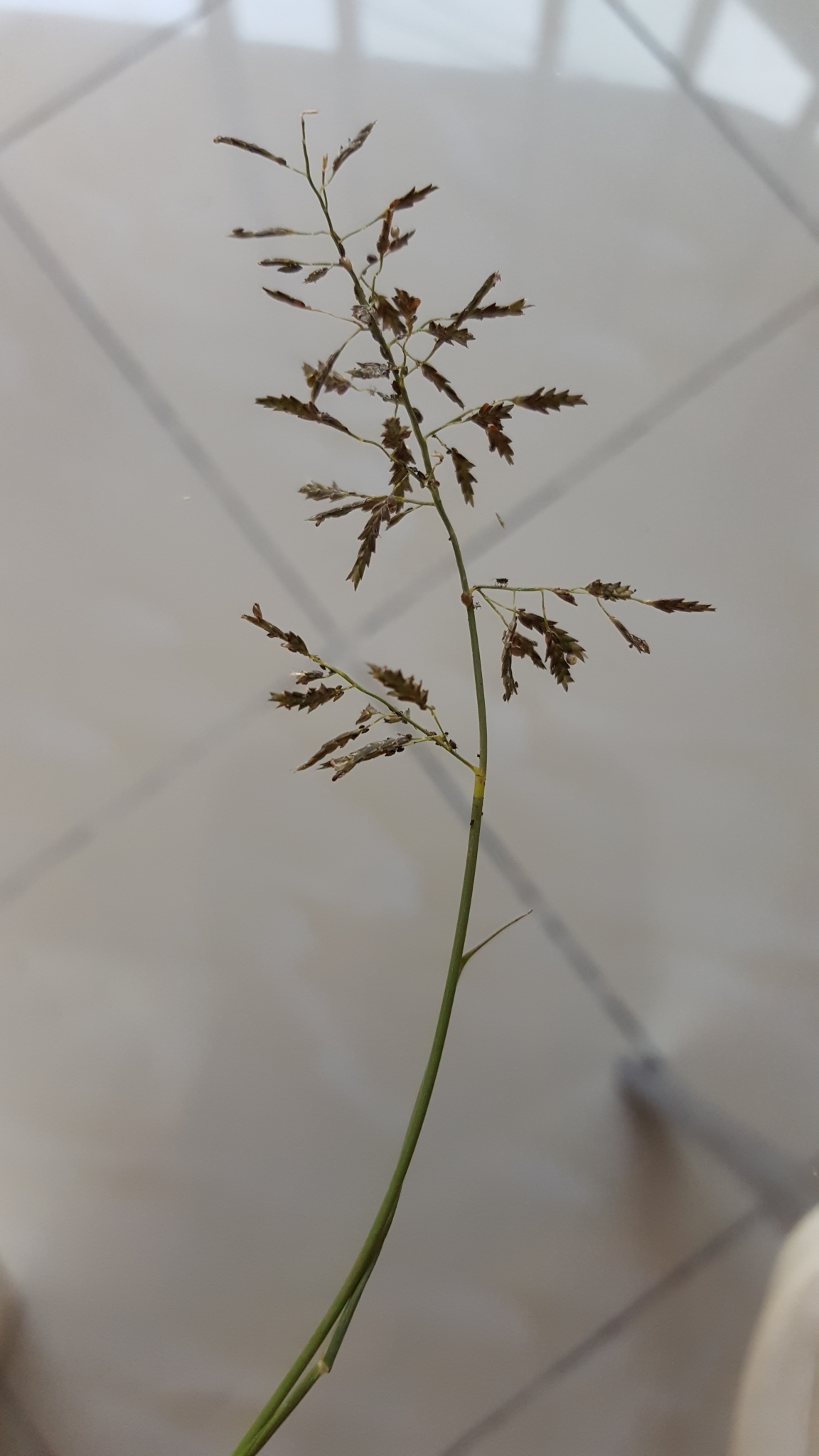 (c) François Rousseu, certains droits réservés (CC BY-NC) https://www.inaturalist.org/observations/82976876