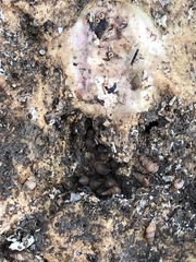 Laemodonta cubensis