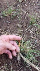 Eragrostis