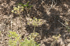 Lomatium multifidum