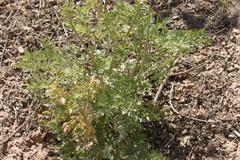 Lomatium multifidum