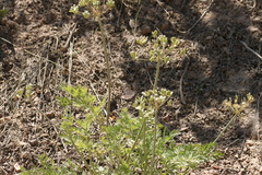 Lomatium multifidum