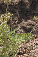 Lomatium multifidum